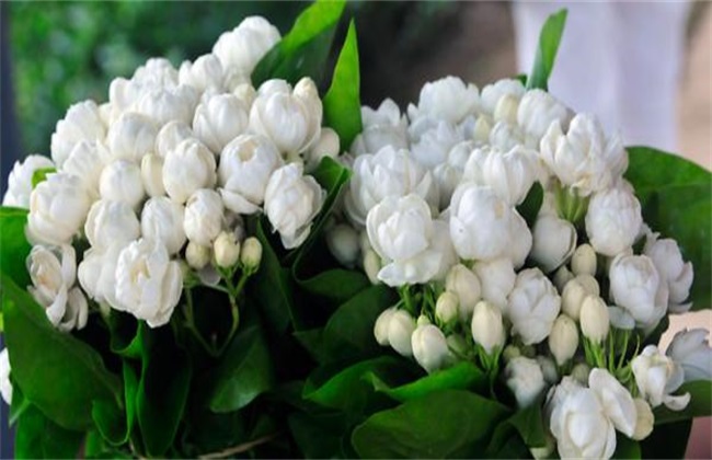 种植茉莉花的注意些什么
