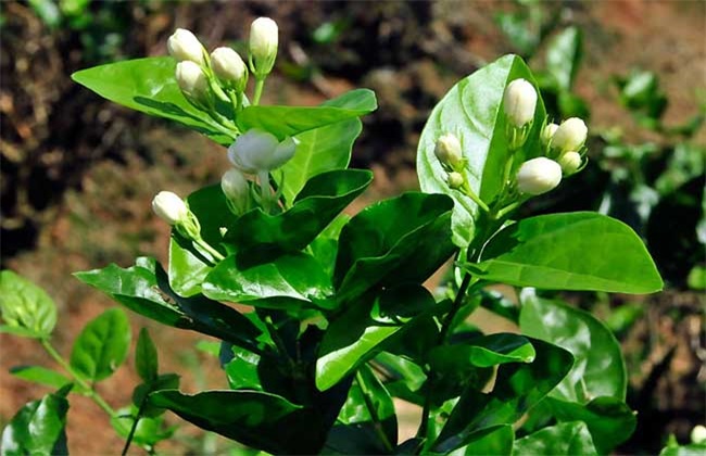 种植茉莉花的注意些什么