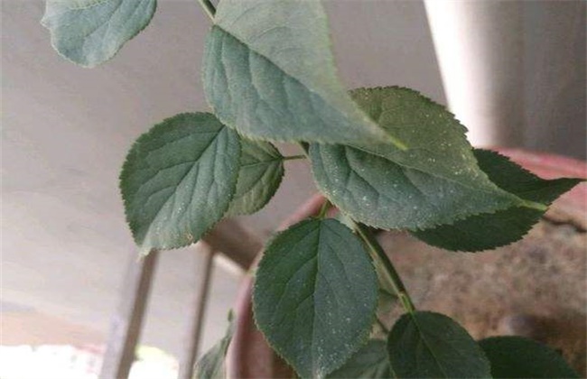 梅花经常遇见病害与防治