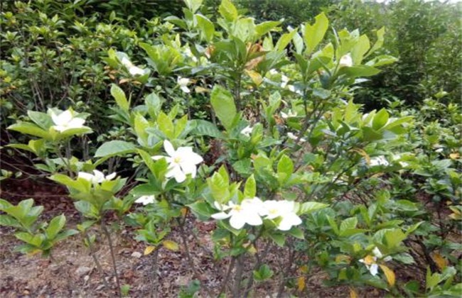 栀子花叶子发黄原因及防治