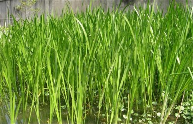 菖蒲养护办法及注意些什么
