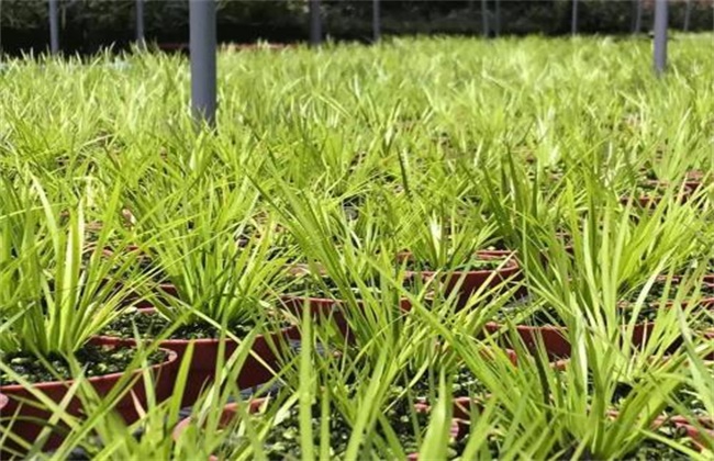 菖蒲养护办法及注意些什么