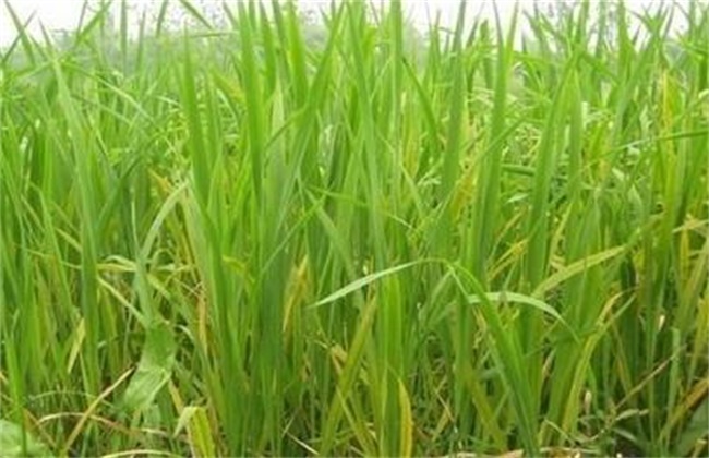菖蒲养护办法及注意些什么