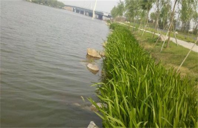 菖蒲养护办法及注意些什么
