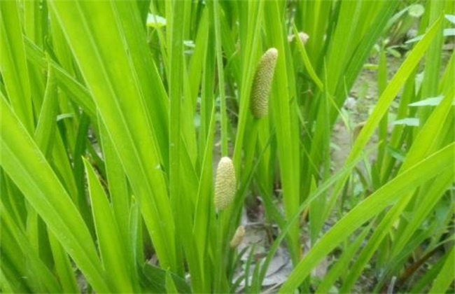 菖蒲养护办法及注意些什么