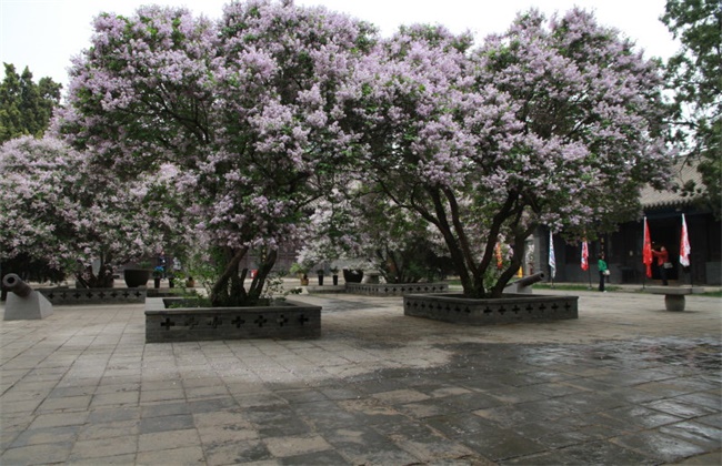 丁香繁殖办法大全