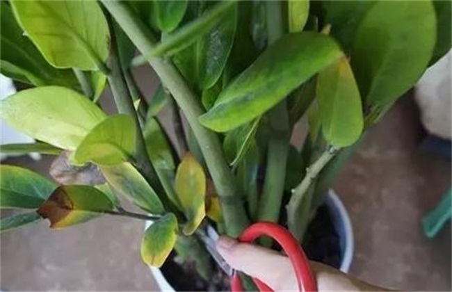 金钱树叶子发黄的原因及防治