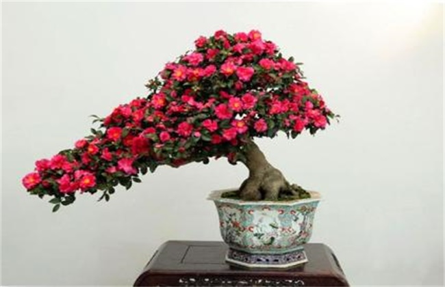 杜鹃花的养殖办法和注意些什么