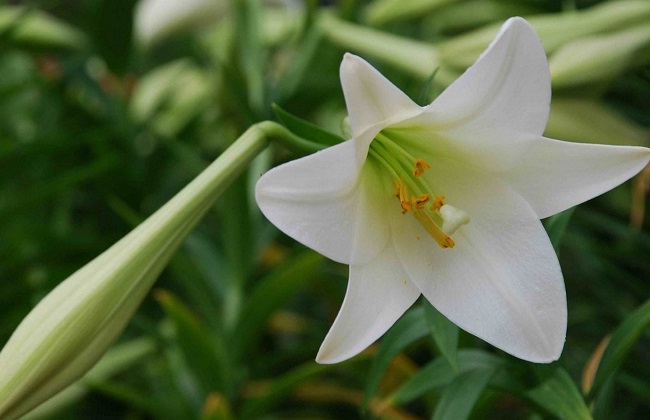 百合花经常遇见的病虫害及防治措施