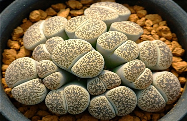 全球十大价钱最贵的多肉植物