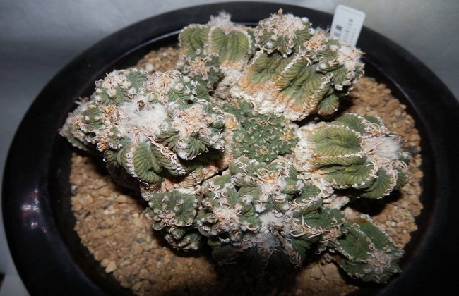 全球十大价钱最贵的多肉植物