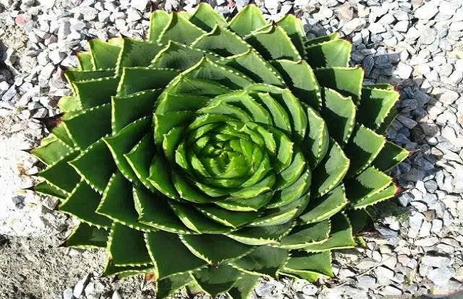 全球十大价钱最贵的多肉植物