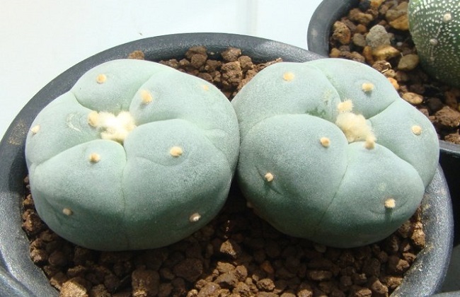 全球十大价钱最贵的多肉植物