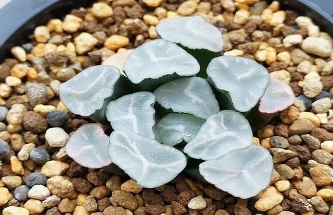 全球十大价钱最贵的多肉植物