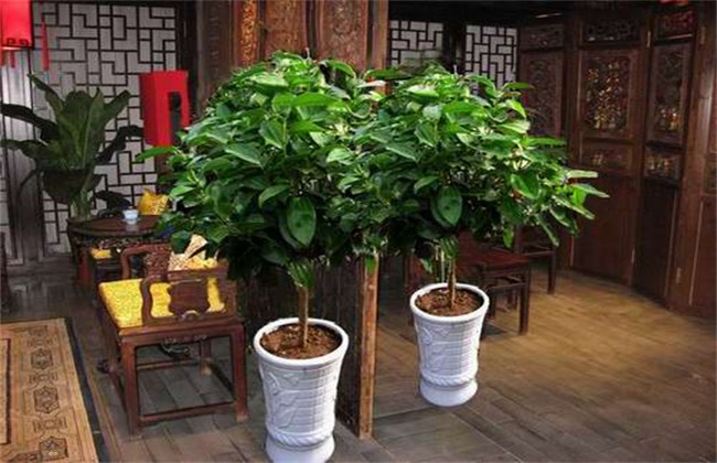 平安树的养殖办法和注意些什么