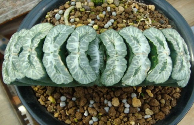 全球十大价钱最贵的多肉植物