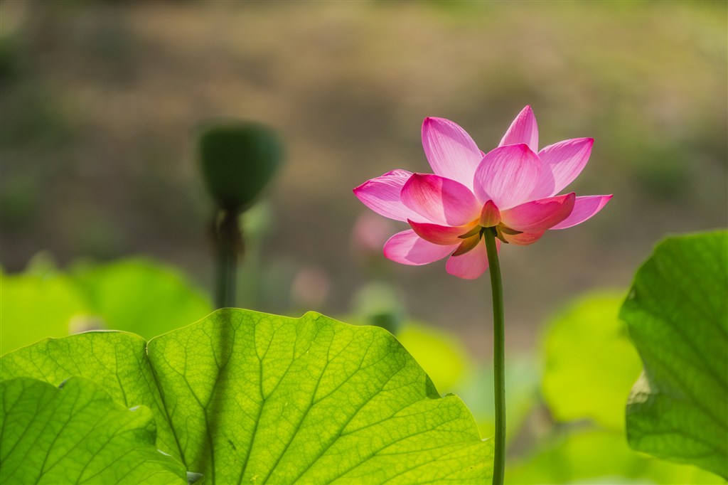 荷花的养殖办法和注意些什么