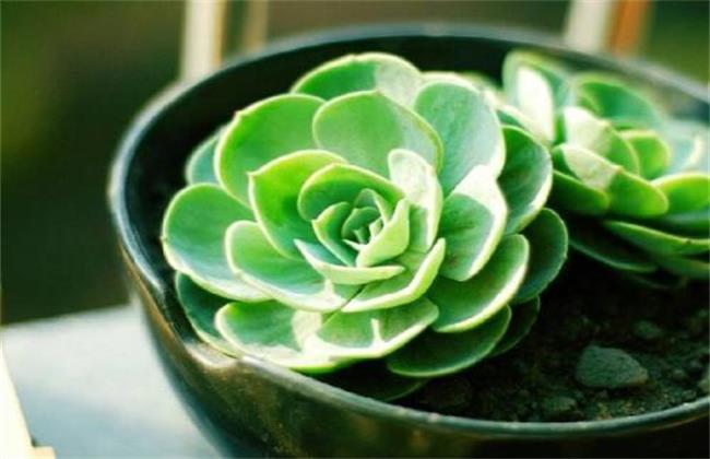 多肉植物摊大饼了解决办法