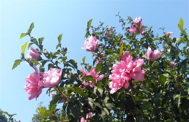 木槿花养殖办法和注意些什么