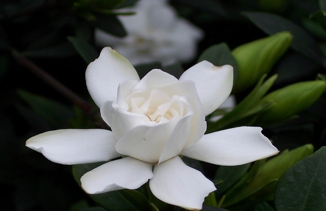 栀子花叶子发黑怎么解决