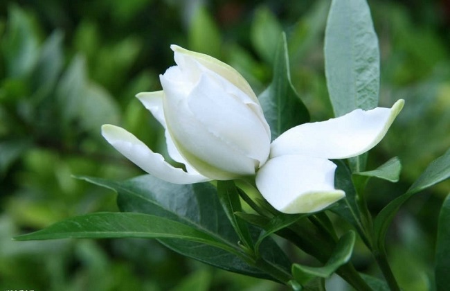 栀子花叶子发黑怎么解决