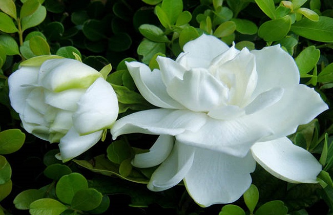 栀子花叶子发黑怎么解决