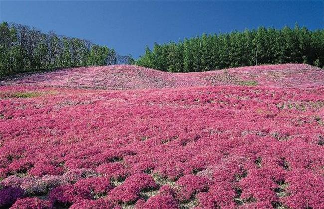 藏红花经常遇见病害及防治办法