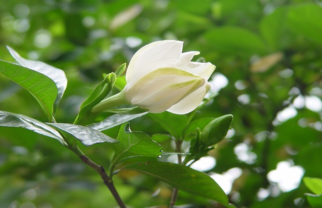 茉莉花与栀子花的区别办法