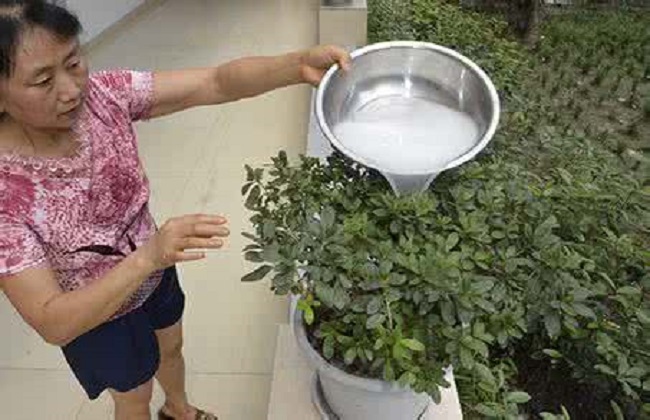 淘米水浇花的良好方式