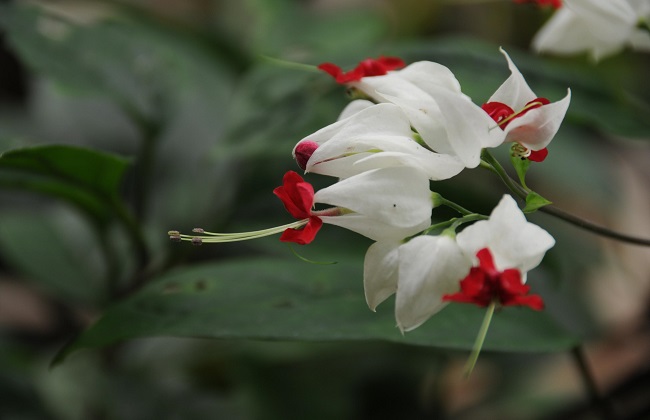 龙吐珠为什么不开花