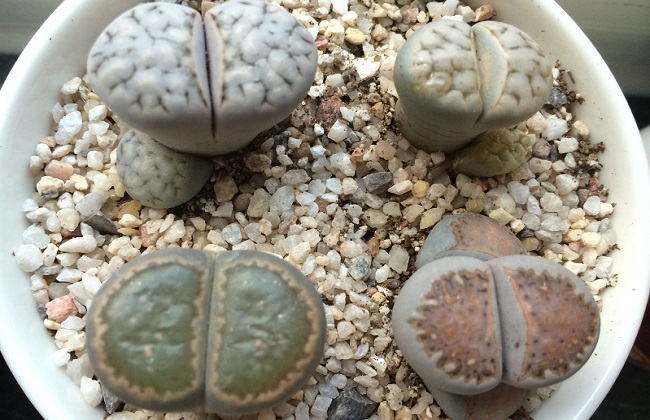 生石花的养殖办法和注意些什么
