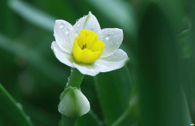 怎么样让水仙花的叶子打卷