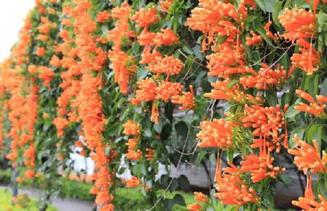炮仗花掉叶子解决办法