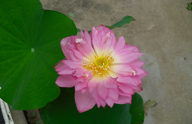 碗莲怎么入泥定植