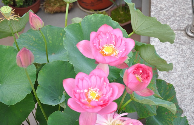 碗莲叶子枯萎解决办法