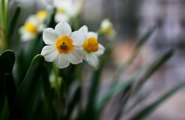 水仙花怎么催芽 