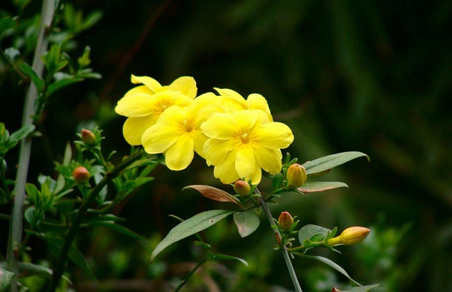 怎么样延长迎春花花期