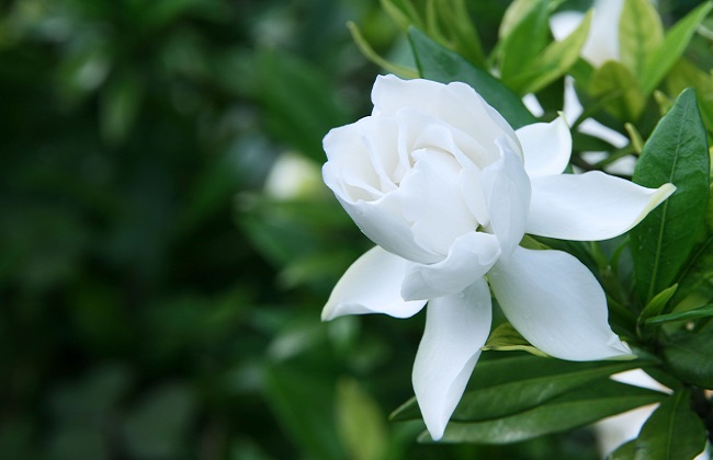 栀子花怎么样才能开花