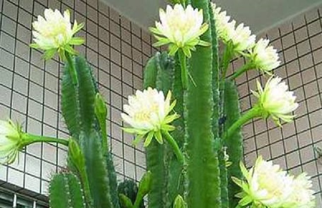 龙骨花的养殖办法和注意些什么