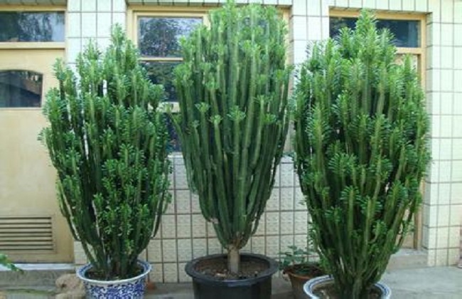 龙骨花烂根的防治办法