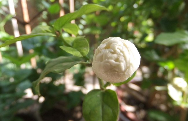 虎头茉莉冬季养护办法