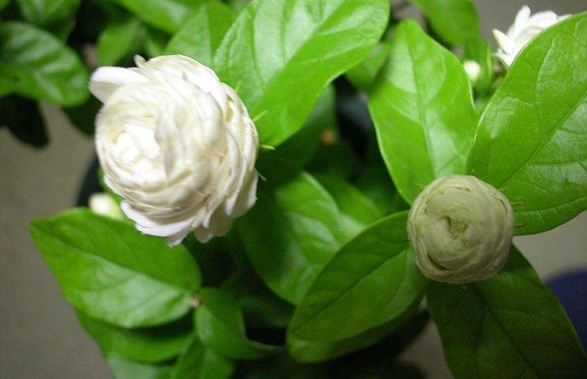 虎头茉莉冬季养护办法