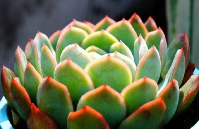 春梦殿锦的养殖办法以及注意些什么