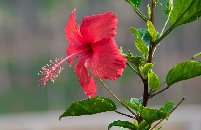 扶桑花掉花苞解决办法