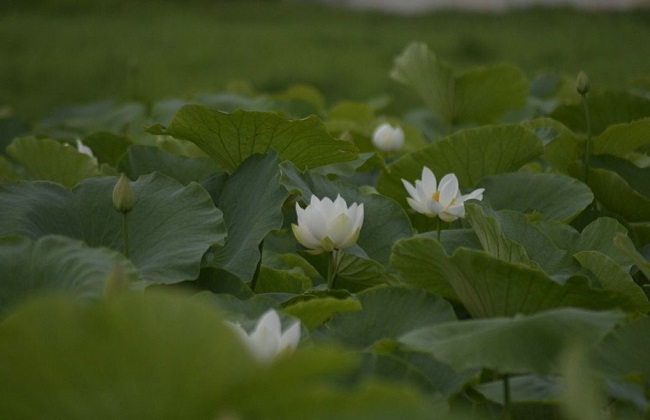 水芙蓉的养殖办法