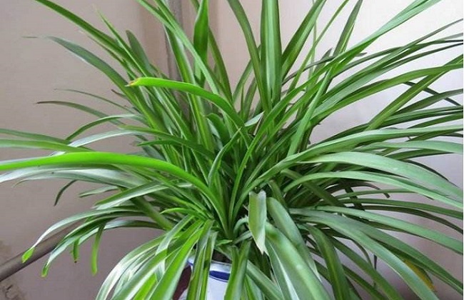 怎么让吊兰长得快