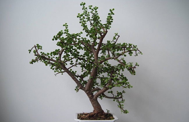 金枝玉叶掉叶子解决办法