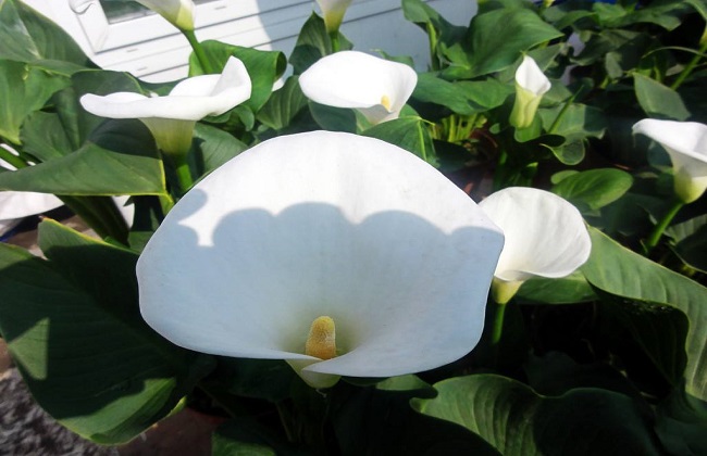 白掌叶子发黑解决办法