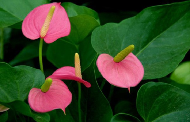 粉掌不开花的原因及解决办法