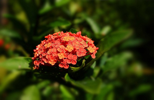 龙船花冬季养殖办法